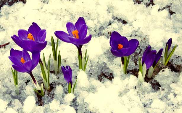 Хээнцэр ганган “Яргуй” цэцэг